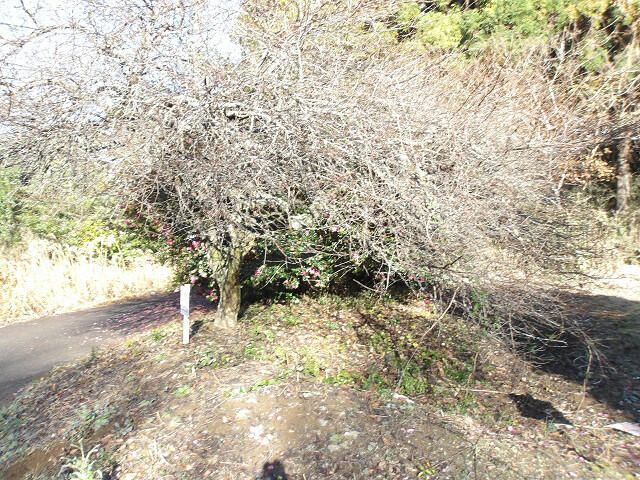 237 sqm Vacant Land for Sale in Hokota, Ibaraki - Thumbnail 4