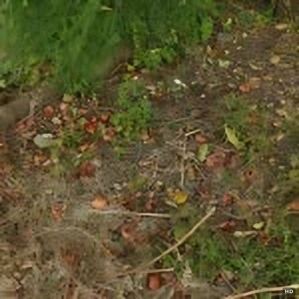 Flat Land for Sale in Fujikawa Town, Yamanashi with Fuyu Persimmon Tree - Thumbnail 2