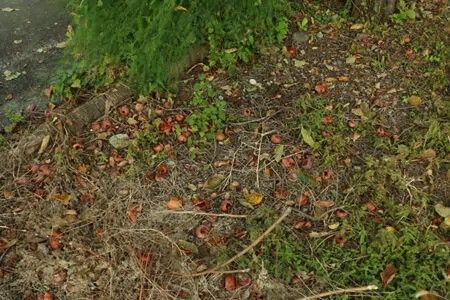 Flat Land for Sale in Fujikawa Town, Yamanashi with Fuyu Persimmon Tree - Thumbnail 3