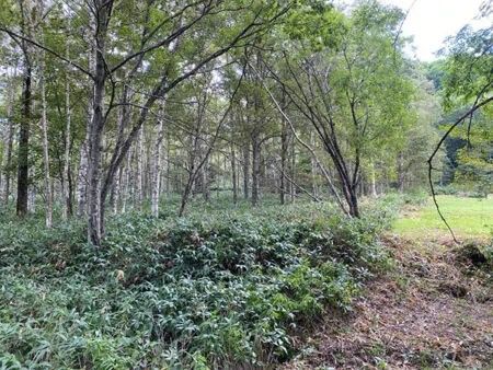 Land with Hot Spring Access in Teshikaga, Hokkaido - 2092 Tsubo - Thumbnail 2
