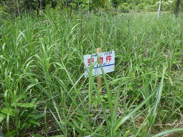 Land for Sale in Tomakomai, Hokkaido - Thumbnail 3
