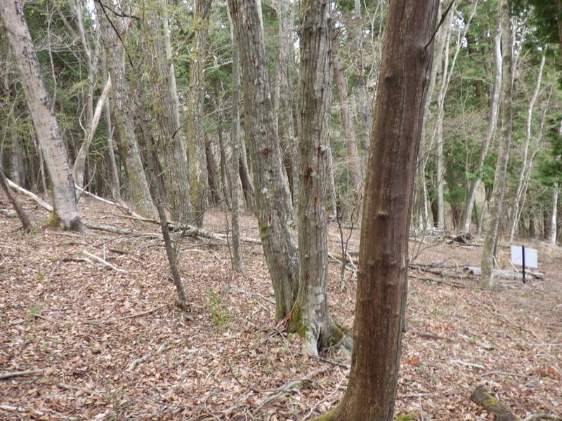 Land for Sale in Yamanakako Village, Yamanashi | 943 sqm Plot - Thumbnail 2