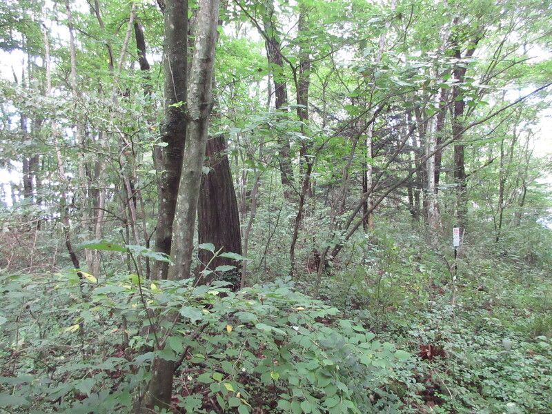 250 sqm Vacant Land for Sale in Kitakaruizawa, Gunma - Thumbnail 3