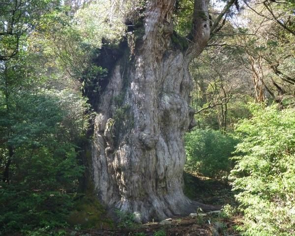 1965 Wooden House for Sale in Nagata, Yakushima Island - Image 11