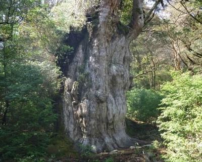 1965 Wooden House for Sale in Nagata, Yakushima Island — Land, Yakushima, Kagoshima