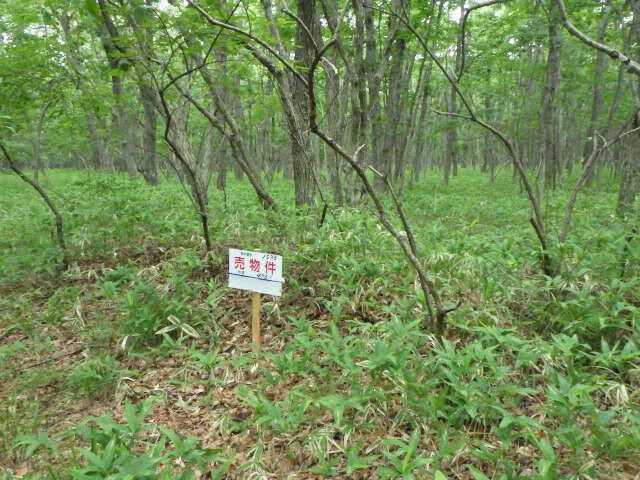 495 sqm Land for Sale in Tomakomai, Hokkaido - Thumbnail 2