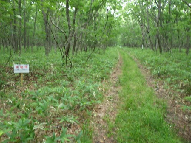 495 sqm Land for Sale in Tomakomai, Hokkaido - Thumbnail 3