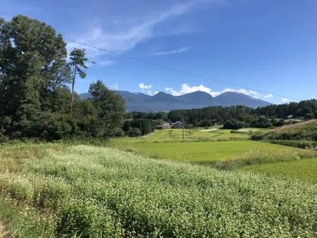 Forest Land for Sale on Nagano's Mimakihara Plateau - Thumbnail 4
