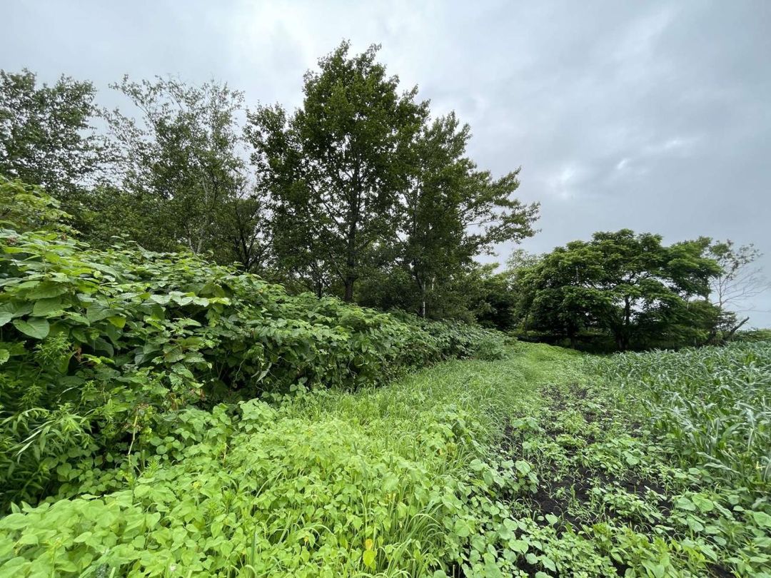 Land for Sale in Eniwa, Hokkaido - 1956 sqm Plot - Thumbnail 3