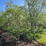 Land for Sale in Shibecha, Hokkaido - 118,767 sqm Near Lake Tōro - Thumbnail 3