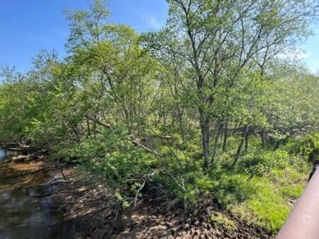 Land for Sale in Shibecha, Hokkaido - 118,767 sqm Near Lake Tōro - Thumbnail 4