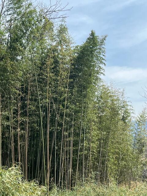 Lease 3700 sqm Land Plot in Yamanashi City for Garden or Farm - Thumbnail 3