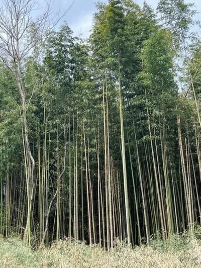 Lease 3700 sqm Land Plot in Yamanashi City for Garden or Farm — Garden, Yamanashi, Yamanashi
