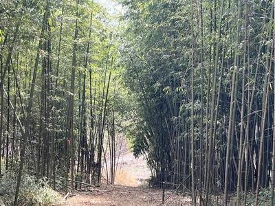 Lease 3700 sqm Land Plot in Yamanashi City for Garden or Farm — Land, Yamanashi, Yamanashi