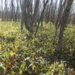 Oak Woodland for Sale in Teshikaga, Hokkaido - 12,158 sqm - Thumbnail 3