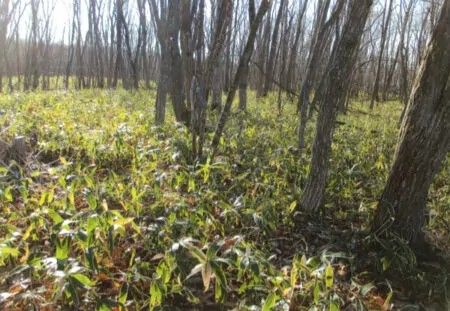 Oak Woodland for Sale in Teshikaga, Hokkaido - 12,158 sqm - Thumbnail 4