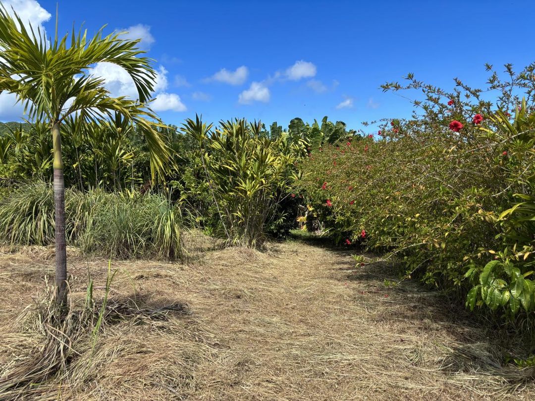 7,887 sqm Land with House in Ishigaki, Okinawa - Resort Style Property - Image 11