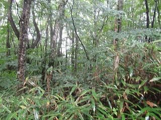 Land for Sale in Fujikawaguchiko, Yamanashi - 597 sqm Plot - Thumbnail 2