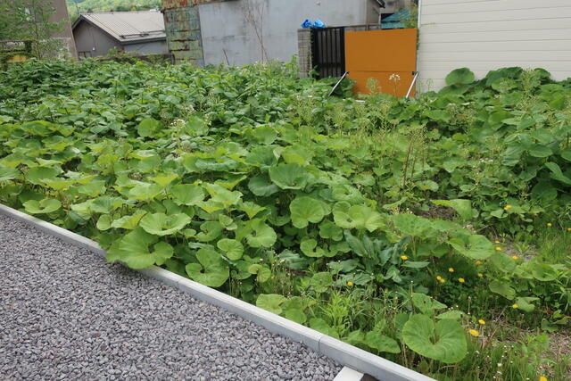 Land for Sale in Otaru, Hokkaido - 228.29 sqm Plot - Thumbnail 3
