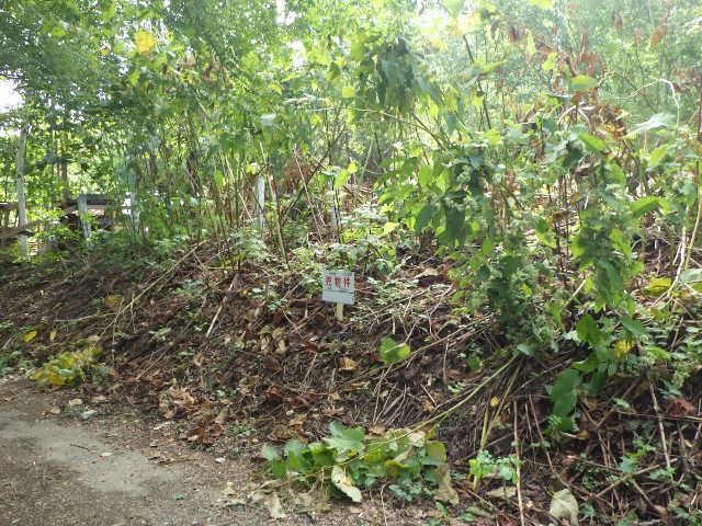 Land for Sale in Minami-ku, Sapporo - 330 sqm - Thumbnail 3