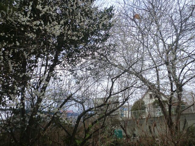 Land for Sale in Ichikawa, Chiba - 167.81 sqm Plot with Fruit Trees - Thumbnail 4