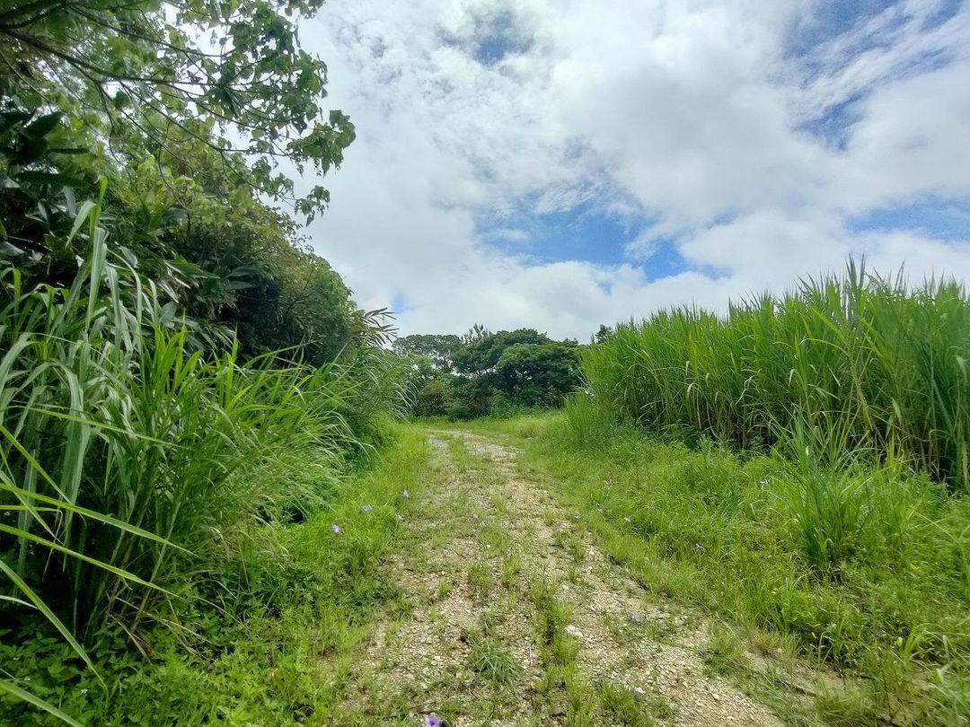 24,511 sqm Land for Sale Next to Park in Kin Town, Okinawa - Thumbnail 2