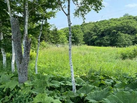 286-Tsubo Land for Sale Near 900 Grassland Observatory in Teshikaga - Thumbnail 2