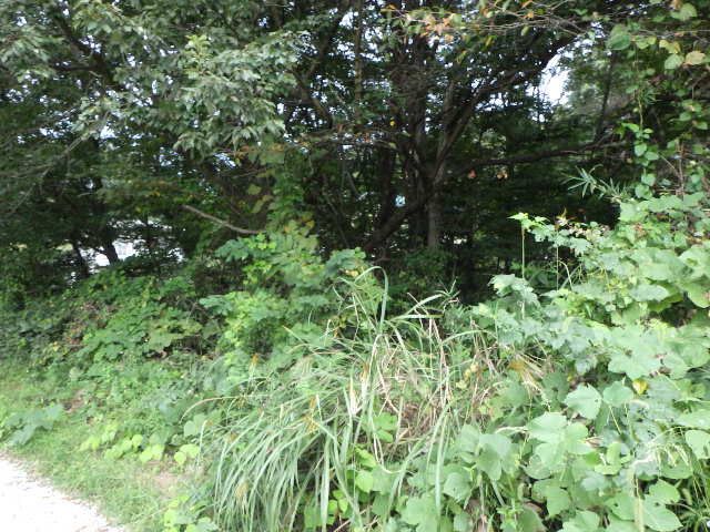 Land for Sale in Nasushiobara, Tochigi - 325 sqm Plot - Thumbnail 3