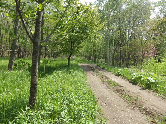 Land for Sale in Kitahiroshima, Hokkaido - 4292 sqm - Thumbnail 4