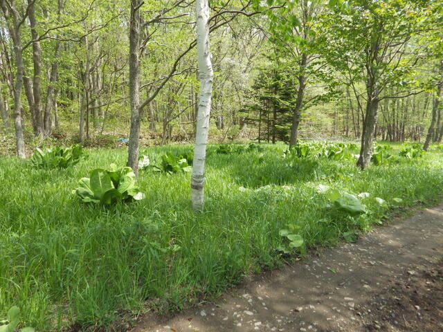 Land for Sale in Kitahiroshima, Hokkaido - 4292 sqm - Thumbnail 3