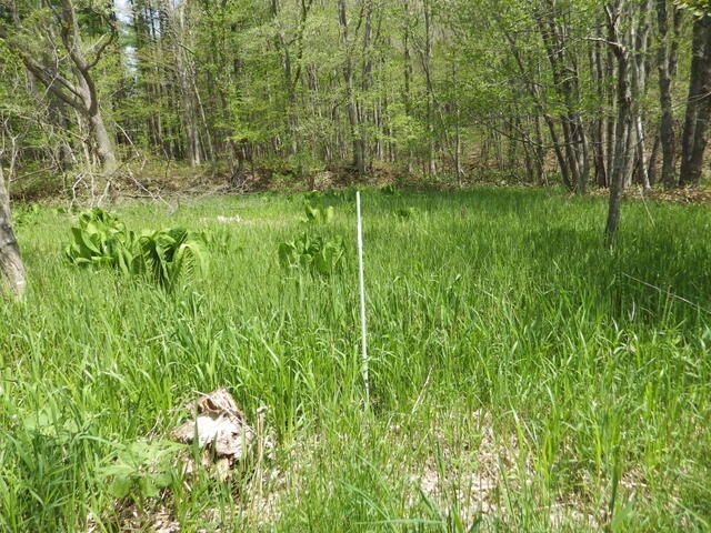 Land for Sale in Kitahiroshima, Hokkaido - 4292 sqm - Thumbnail 2