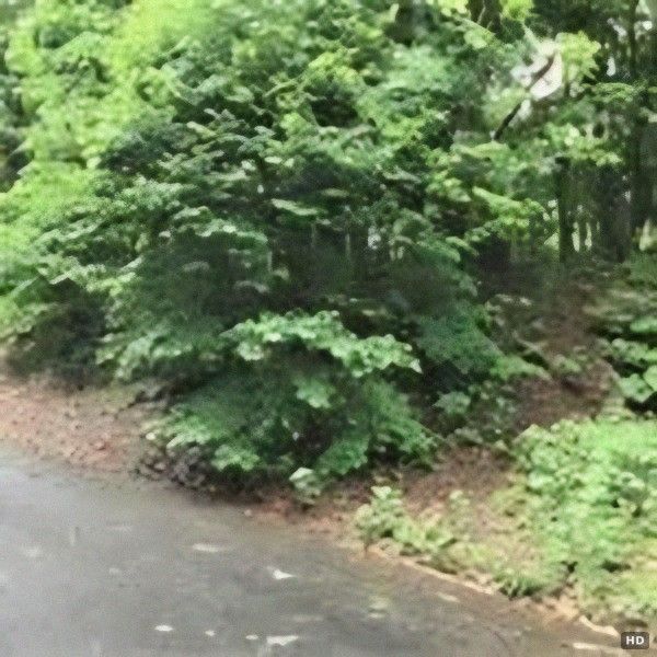 Forest Land with 10-Year Hot Spring Rights in Towada-Hachimantai Park - Thumbnail 3