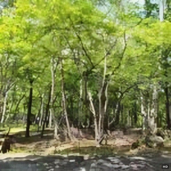 300-Tsubo Highland Land for Sale in Nagano's Kawakami Village - Thumbnail 2