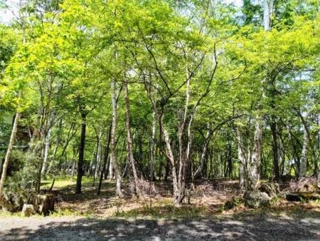 300-Tsubo Highland Land for Sale in Nagano's Kawakami Village - Thumbnail 3