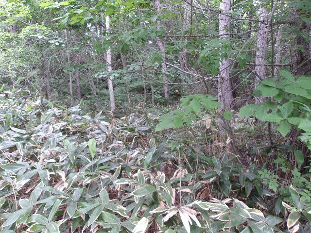 Land for Sale in Hakodate, Hokkaido - 165 sqm - Thumbnail 2