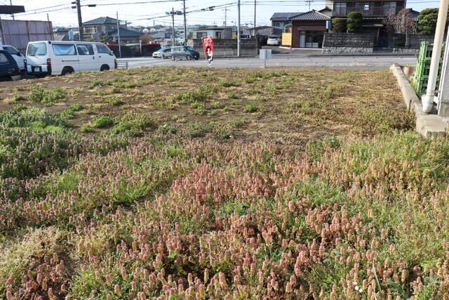 Building Lot for Sale in Moka City, Tochigi - 224 sqm - Thumbnail 3