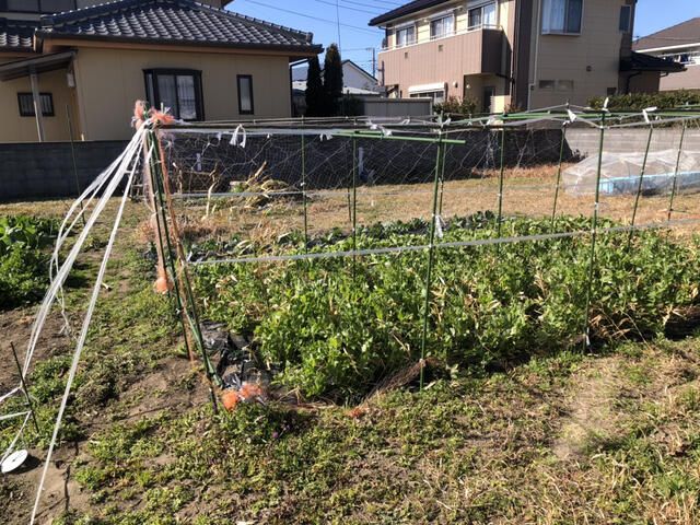 Land for Sale in Tateyama, Chiba - 406.61 sqm - Thumbnail 4