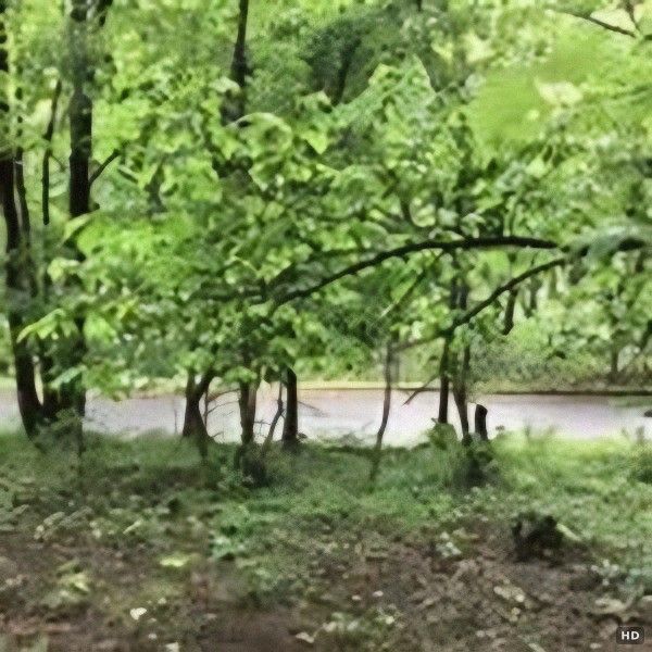 Forest Land with Hot Spring Rights in Towada-Hachimantai National Park - Thumbnail 4