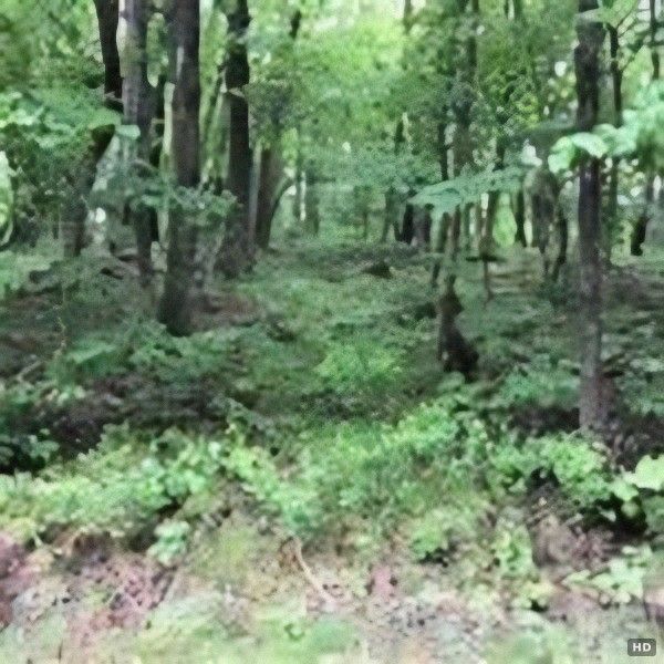 Forest Land with Hot Spring Rights in Towada-Hachimantai National Park - Thumbnail 3