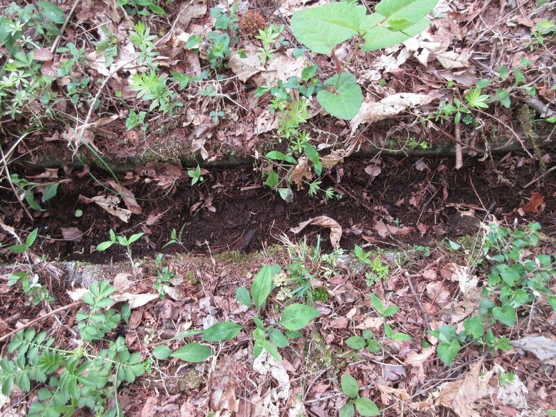 Land for Sale in Inawashiro Town, Fukushima – 991 sqm - Thumbnail 2