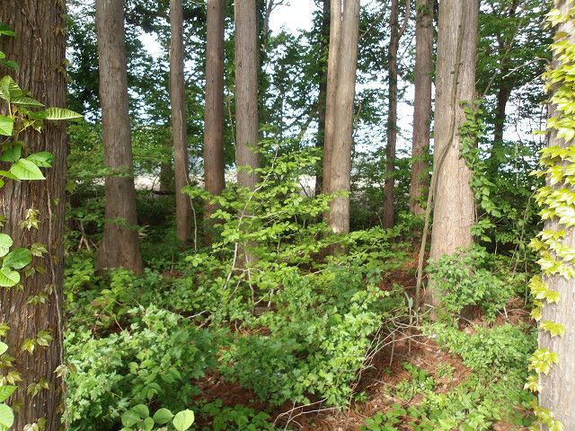 146 sqm Vacant Land for Sale in Misawa, Aomori - Thumbnail 3
