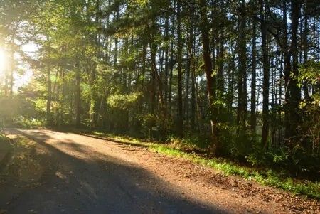 1125 sqm Land for Sale in Hara Village, Nagano's Yatsugatake Area - Thumbnail 4