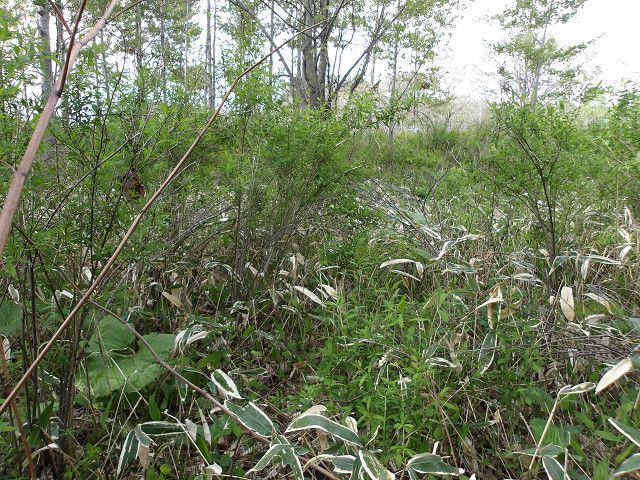 Land for Sale in Tomakomai, Hokkaido - 264 sqm - Thumbnail 2