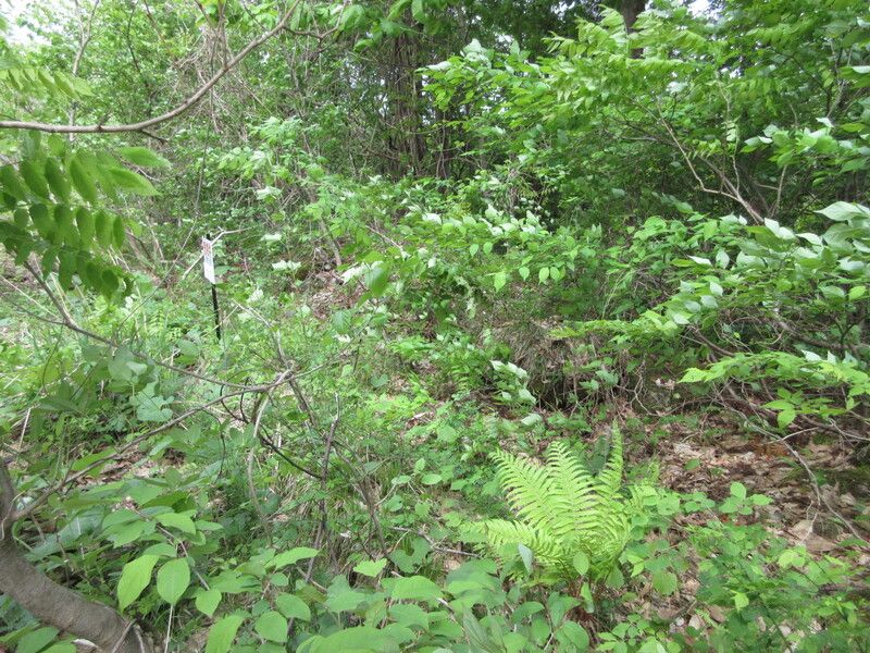 Land for Sale in Inawashiro, Fukushima - 335 sqm - Thumbnail 3
