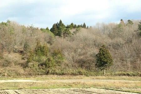 Sunny Wooded Land for Sale in Nishigo Village, Fukushima - Thumbnail 3