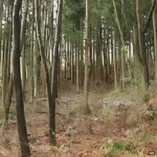 Sunny Wooded Land for Sale in Nishigo Village, Fukushima - Thumbnail 4