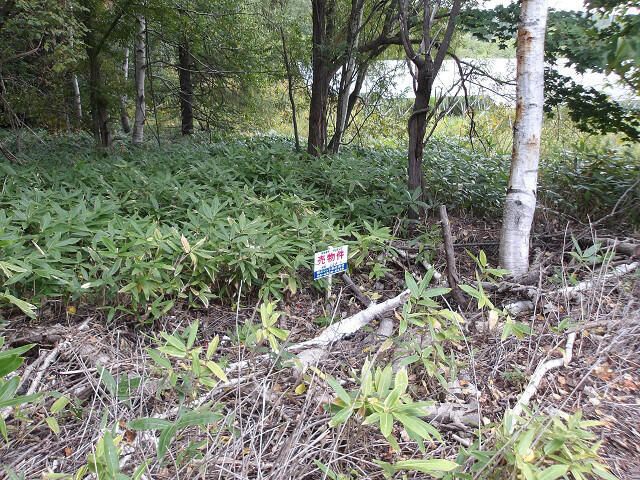 224 sqm Land for Sale in Minaminosawa, Sapporo - Thumbnail 4