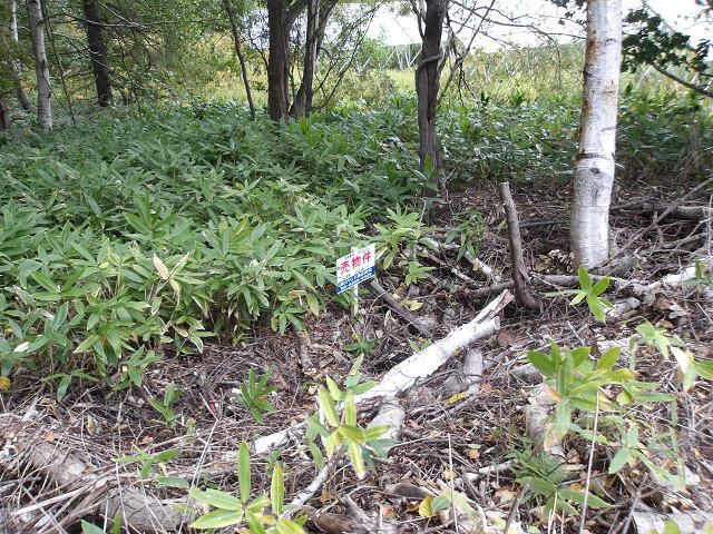 224 sqm Land for Sale in Minaminosawa, Sapporo - Thumbnail 2