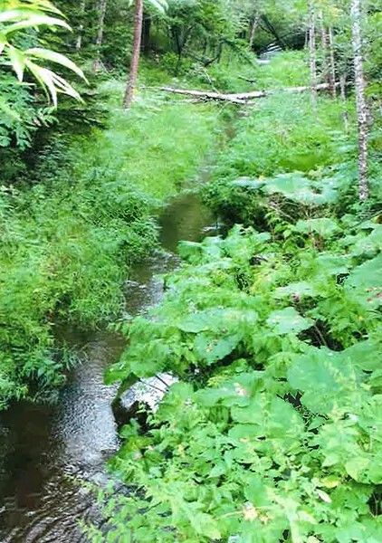Land with Cabin in Akan-Mashu National Park near Lake Kussharo, Hokkaido - Thumbnail 4