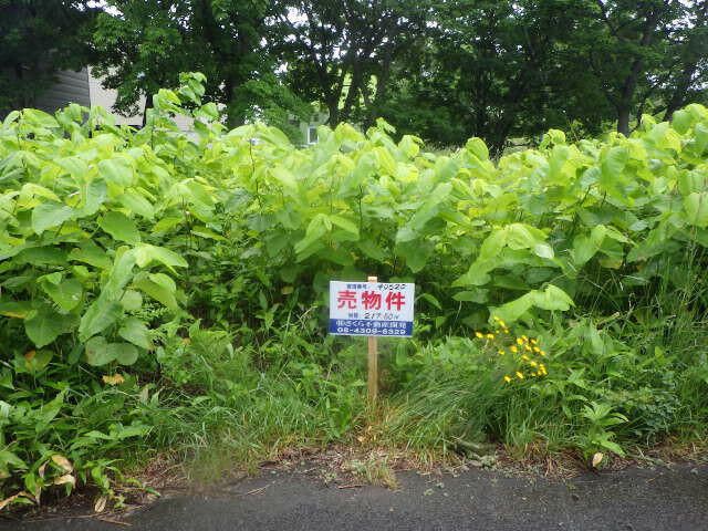 217.5 sqm Land Plot for Sale in Ishikari, Hokkaido - Thumbnail 4